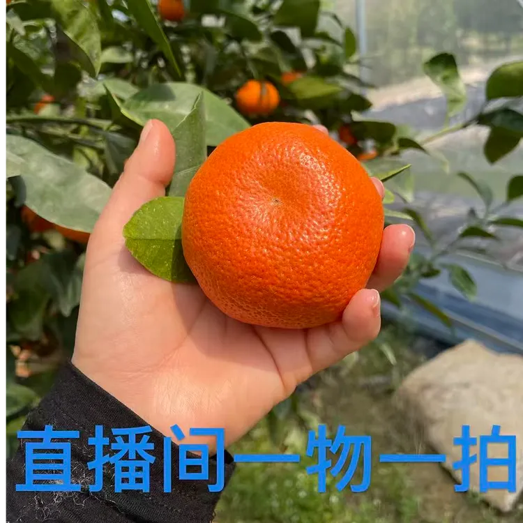 葡萄柚 木瓜蜜丁脐橙 红美人 苹果柚 黄金贡柚 胡柚 庭院果树