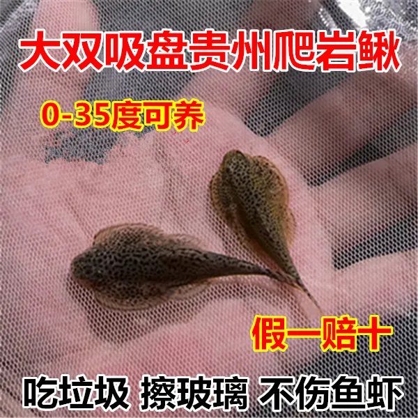 贵州爬岩鳅 冷水清道夫 清洁鱼 吸鳅双吸盘 工具鱼 擦玻璃吃垃圾
