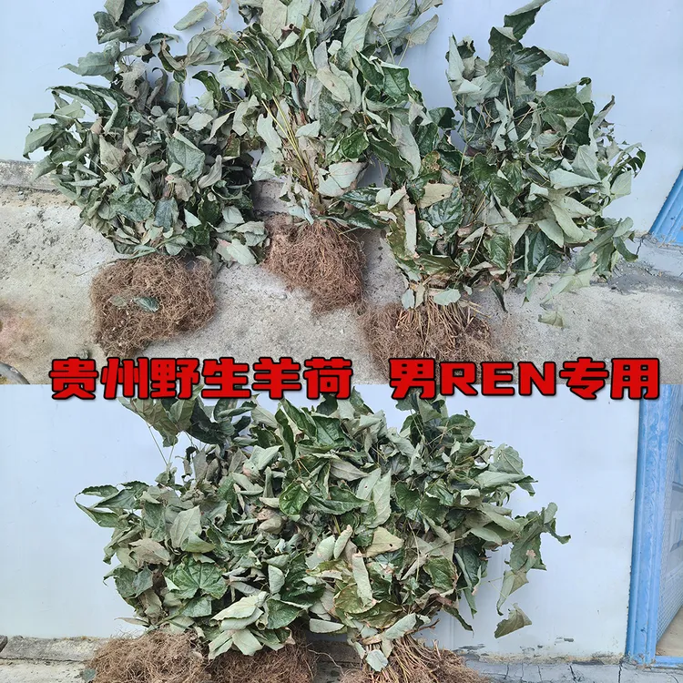 贵州野生3支9叶草叶子男性专用yin羊荷叶藿香泡水泡酒全叶整株淫