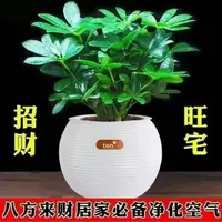 八方来财盆栽招财植物鸭脚木七叶莲室内花卉绿植四季常青净化