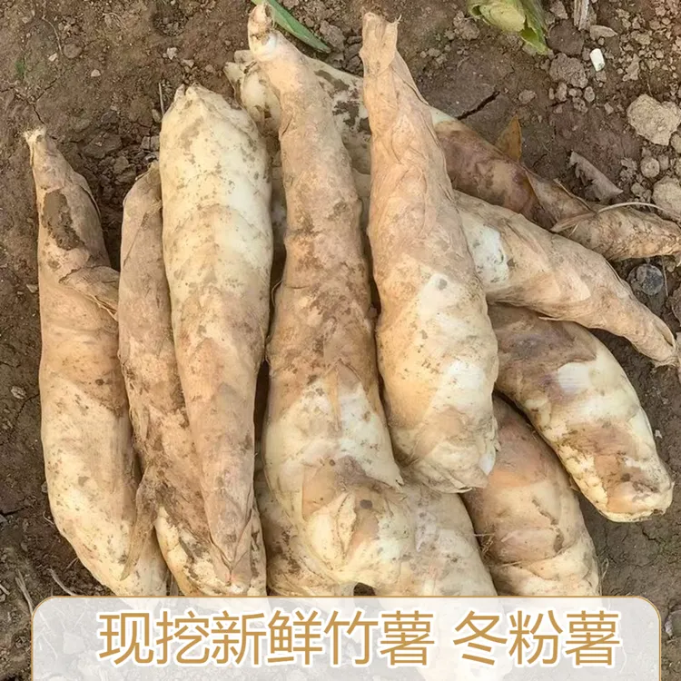 新鲜现挖竹薯竹芋竹根薯冬粉薯东京薯冬笋薯面薯煲汤食材火锅底料