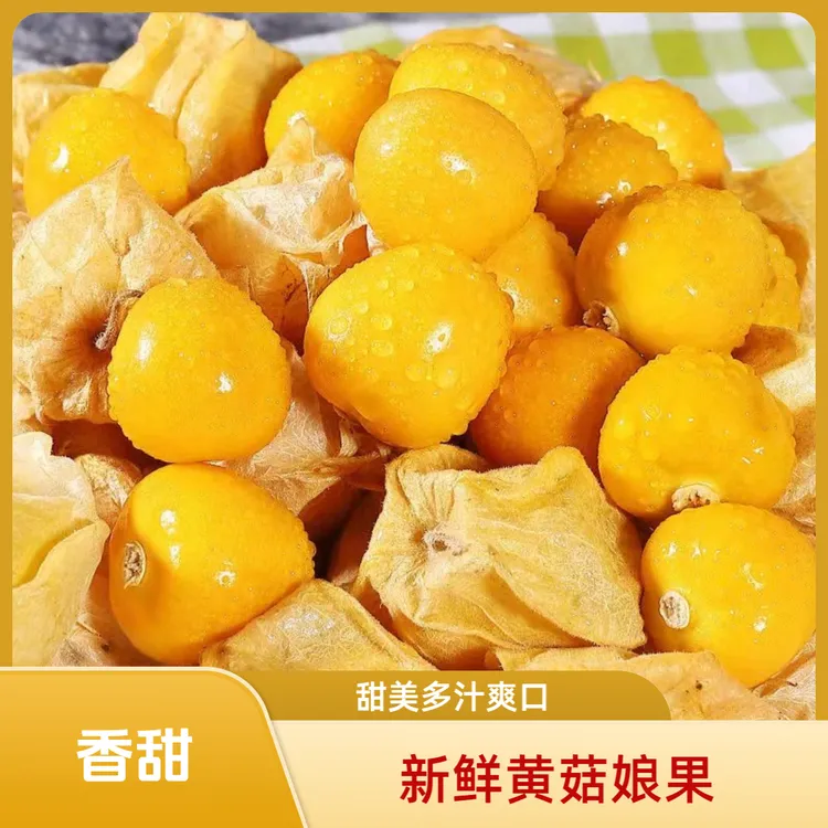 【精选大果】正宗东北新鲜菇娘果精选灯笼果姑娘果黄金果菇娘果