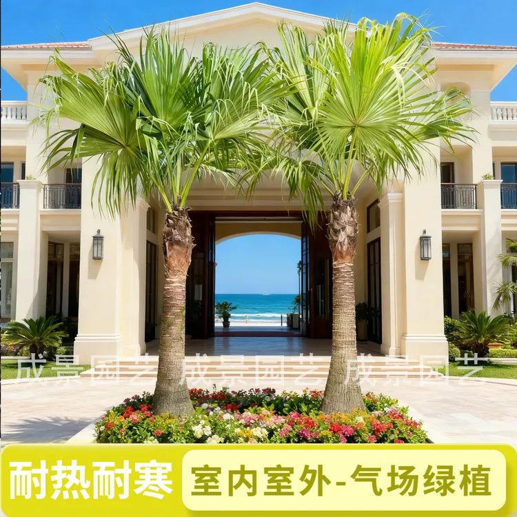 大叶蒲葵棕榈树花卉绿植盆栽大型室内绿植茶室盆景大摆件好养耐活