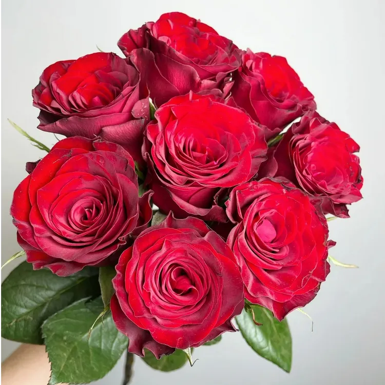 【高原红】丝绒质感红玫瑰云南直发包邮+送保鲜剂