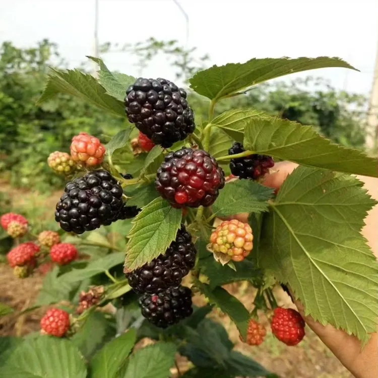 黑树莓种子家庭阳台盆栽地栽四季种植