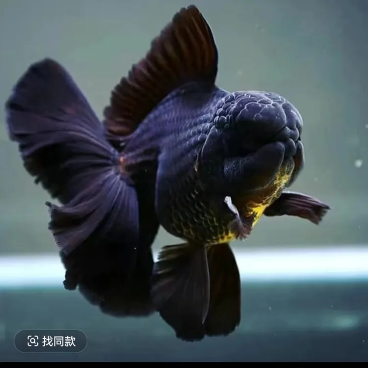 黑色红色百褶将军体大头金鱼泰狮随机超萌好物观赏鱼好养桌面水景