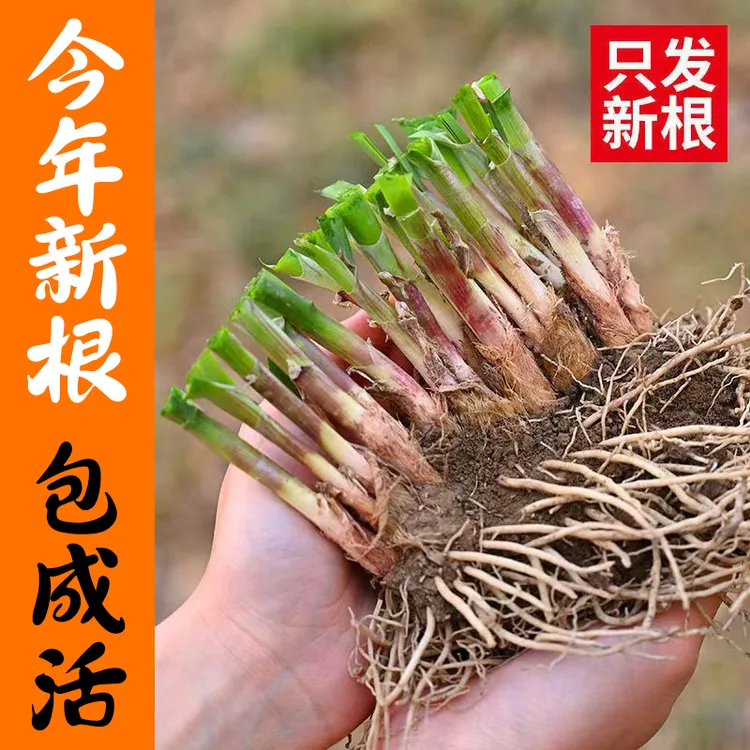莘硕红根韭菜根苗宽叶细叶阳台盆栽蔬菜种苗四季现挖粗根