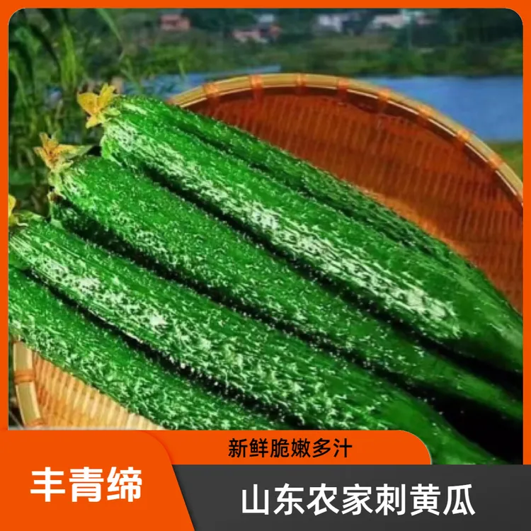 丰青缔山东农家自种现摘刺黄瓜新鲜脆嫩绿心青瓜鲜嫩多汁生吃蔬菜