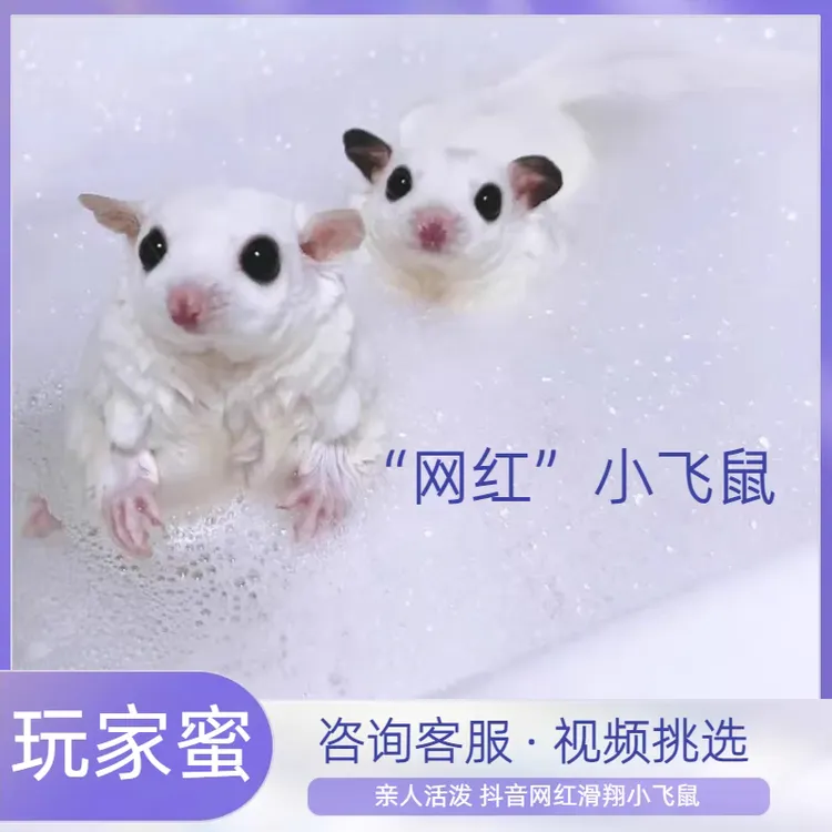 澳洲蜜袋鼯活宠幼崽网红萌宠小飞鼠口袋小精灵