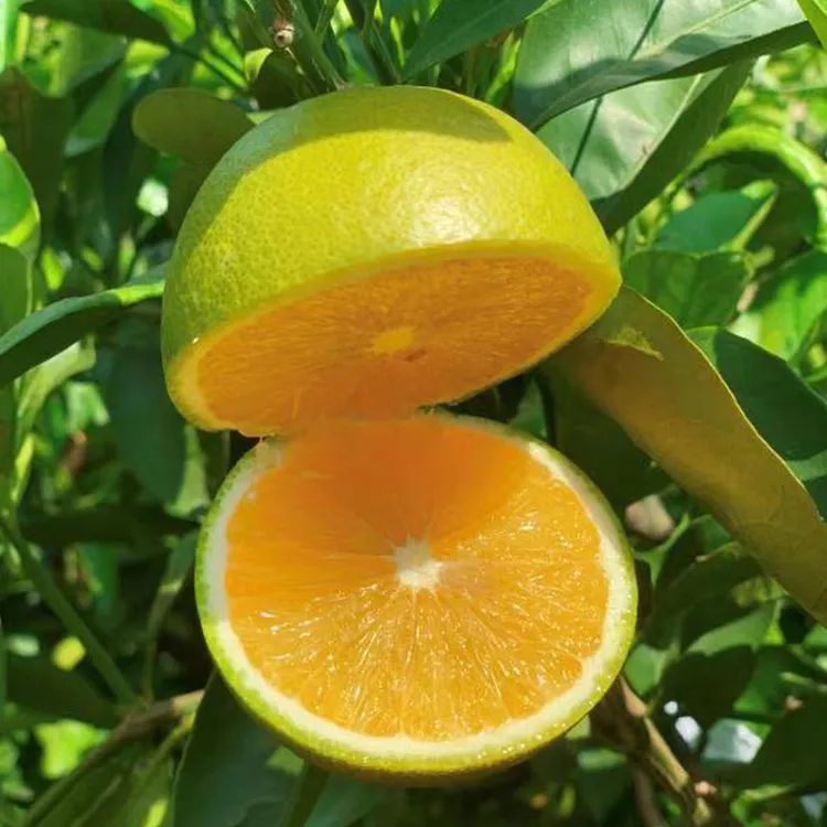 【蒋大力专属】云南冰糖橙清甜多汁儿 皮薄 自然熟 青皮也甜 4.5斤