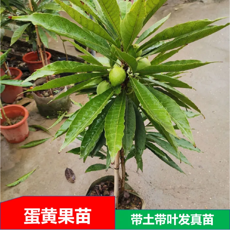 蛋黄果苗正宗鸡蛋果树苗矮化种植带泥带叶盆栽地栽适合南北方种植