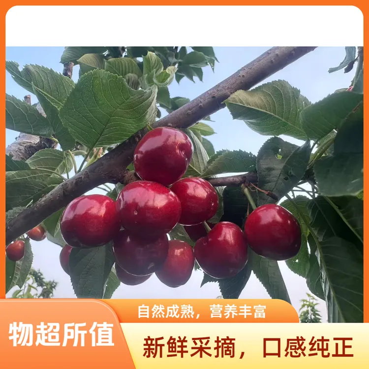 【宇珠烟台本地大樱桃】美早3斤/5斤现摘现发京东空运口感脆甜多汁