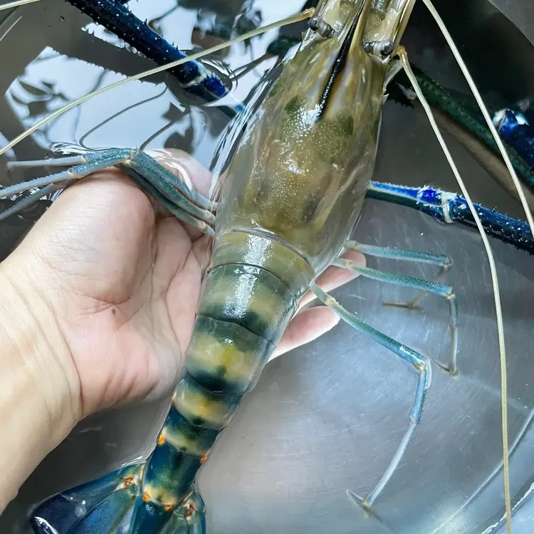 阳澄湖超大罗氏虾太湖一号鲜活速冻顺丰发货红霞甄选食品坊