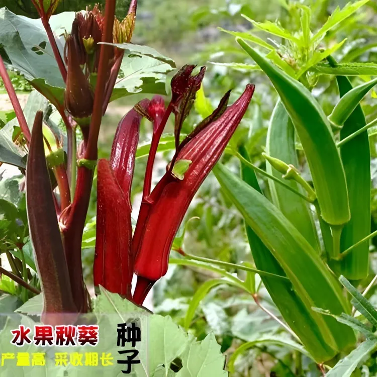秋葵种子水果味红秋葵黄秋葵每包约7克菜园种植好生长不易老抗病