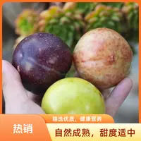 新疆杏李 三拼恐龙蛋 恐龙蛋+风味皇后+味帝 产地顺丰空运