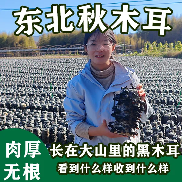 秋木耳新品优质无根产地精选晾晒肉质厚实黑木耳干货健康试吃高泡