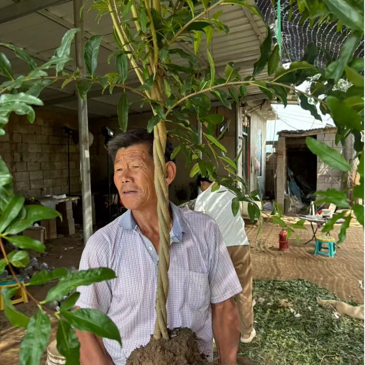 直播间特价编织麻花造型石榴树苗