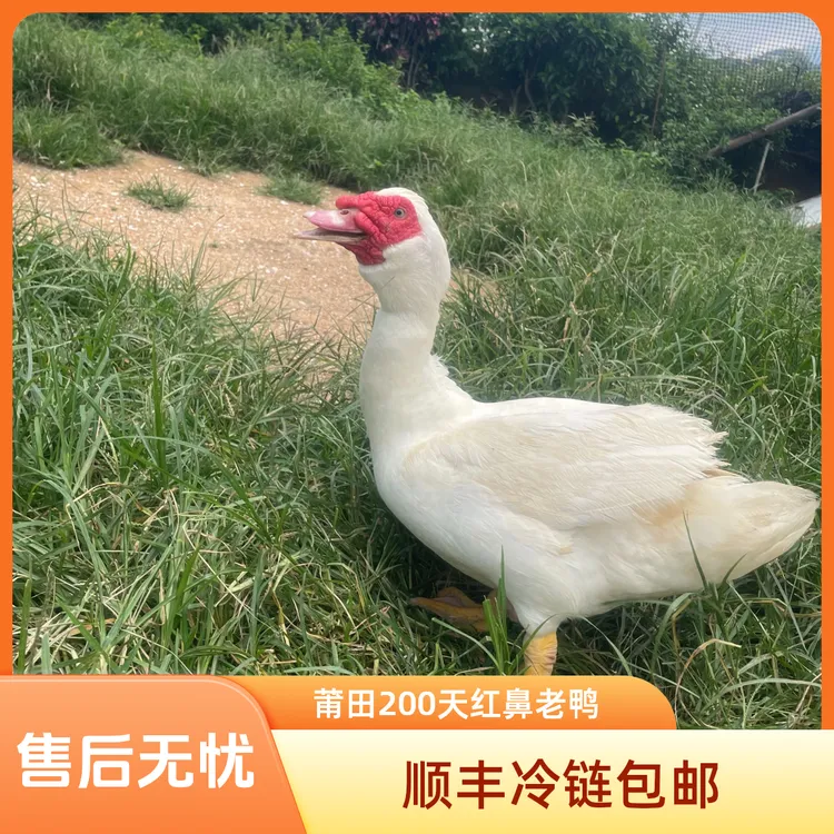 玉米老鸭：莆田200天红鼻老鸭农家自养-老鸭-土鸭-番鸭-公鸭鸳鸯鸭