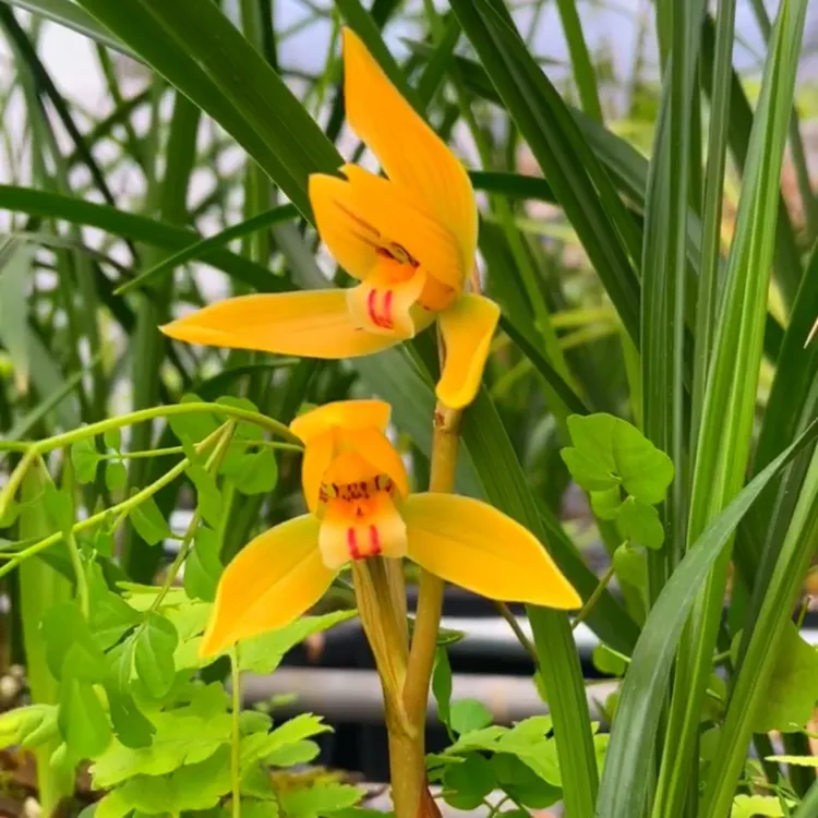 春兰红双喜带花苞浓香兰花苗客厅阳台办公室绿植花卉盆栽植物好养