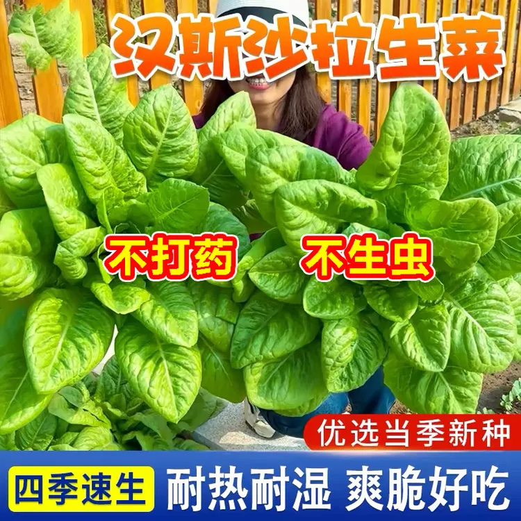 沙拉菜种子汉斯沙拉菜耐高温夏季秋播阳台速生易管理种植高产种籽
