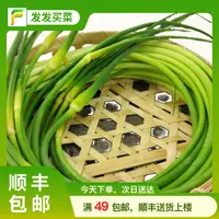 云南白帽蒜苔300g±10g（新苔需要去根食用。长短均匀）