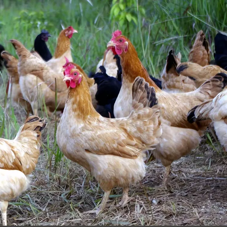 柴火定制炒土鸡 熟食发货