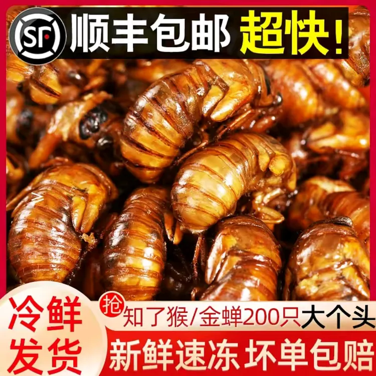 山东梨园大金蝉顺丰包邮