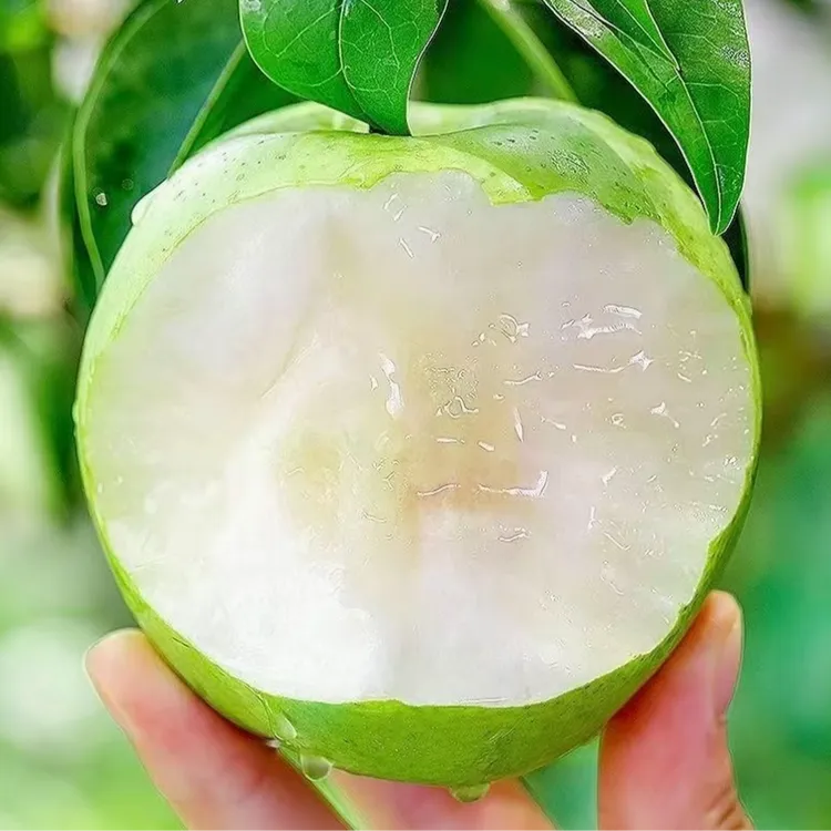 正宗青皮翠冠梨新鲜水果脆甜多汁现摘现发皮薄肉厚果肉细腻