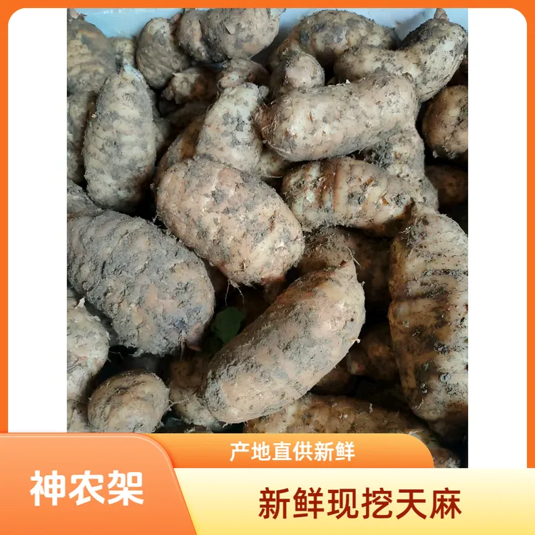 热卖正宗湖北神农架湿天麻新鲜带泥发货野生种植天麻煲汤泡酒