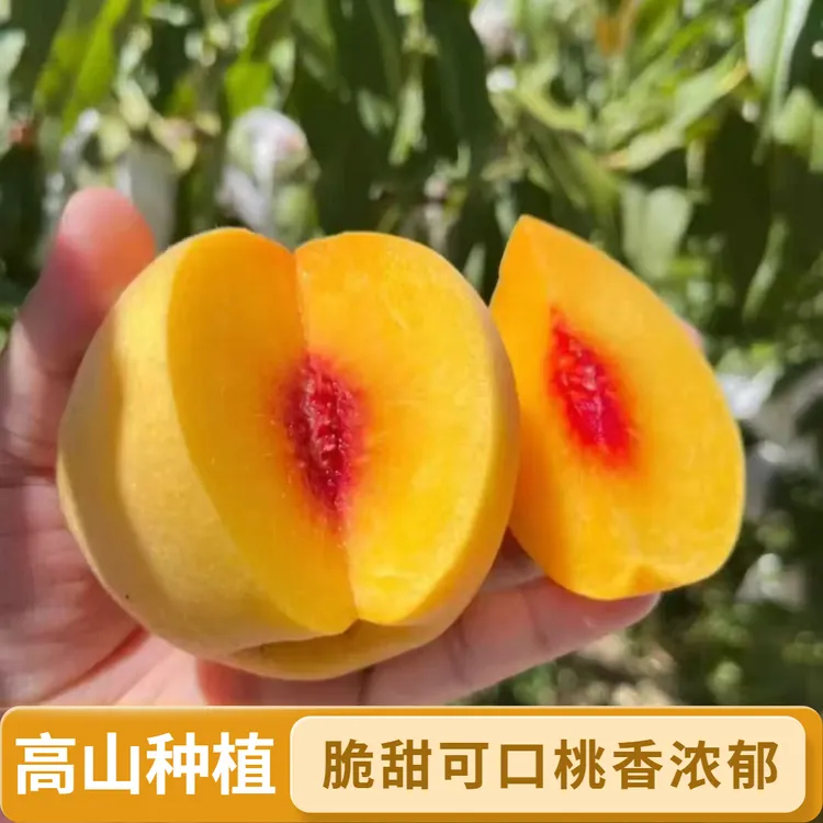 【乐业高山黄桃】农家自种脆甜爽口桃香浓郁
