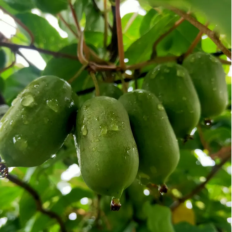 龙城二号软枣猕猴桃树苗盆栽地栽软枣子果苗南方北方种植当年结果