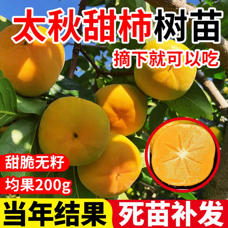 太秋柿子树苗脆甜柿无核柿南北方种植庭院当年结果火晶嫁接柿子树