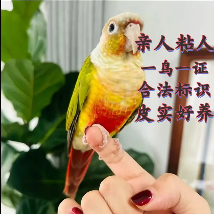 自家养殖场手养鹦鹉幼鸟