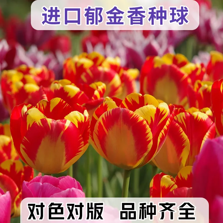 荷兰进口郁金香种球室内花卉盆栽耐寒绿植水培土培地栽新手好养活