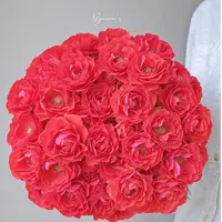 【玉玲珑】云南斗南基地现采现发品质好玉玲珑多头玫瑰10支