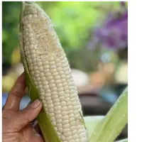 【篱笆优选）直接吃的牛奶水果玉米煮着吃更细嫩