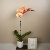 悠花里高档蝴蝶兰（芳美钻石 全花 苗情超好）开花株发货