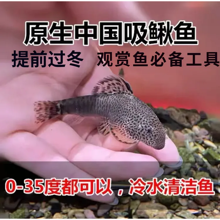 吸鳅  冷水清道夫 除藻 贵州爬岩鳅 清洁鱼 擦玻璃 吃垃圾 吸盘