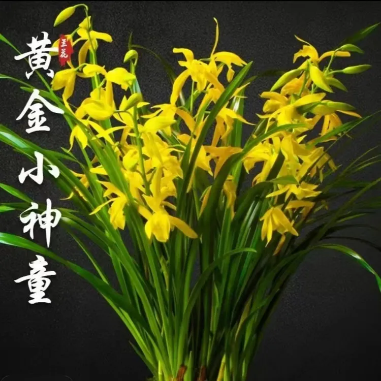 【黄金小神童】纯素心黄花大花浓香好养易活室内绿植原盆原土