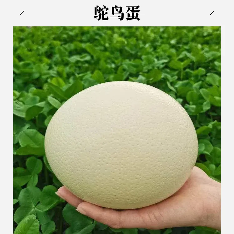 新鲜鸵鸟蛋实惠养殖营养老人小孩孕妇吃了都好