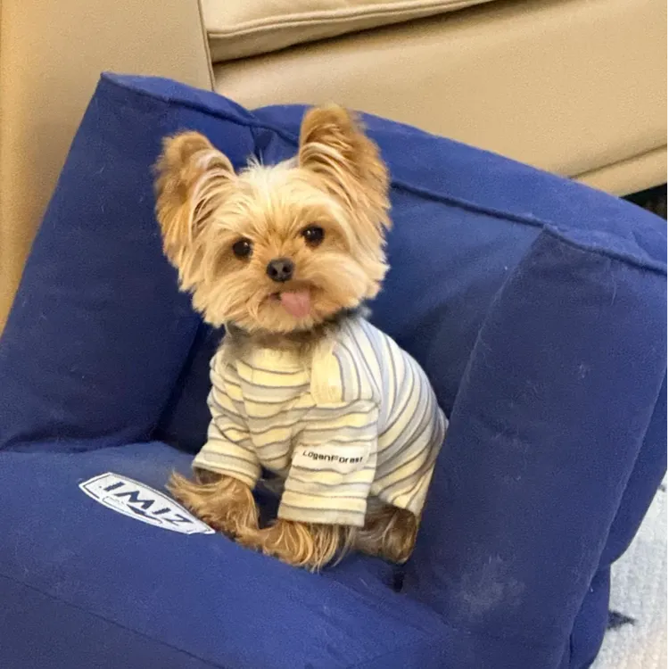 金宠舍——约克夏全款链接狗狗宠物狗（包到家）