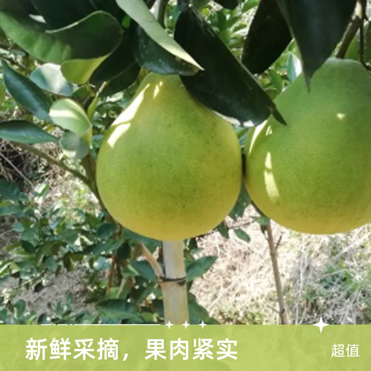 郭导助农专属辰溪高山冰糖柚子（10斤装）