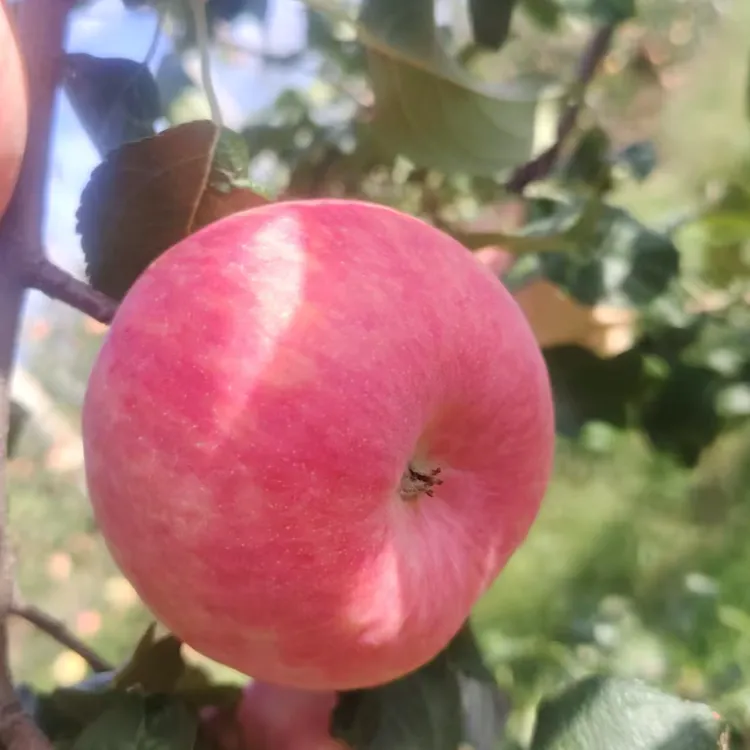 【果园现发】正宗高山果园灵宝秦脆应季新鲜脆甜多汁自然熟