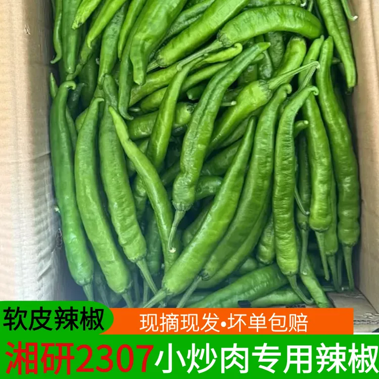 湘研2307湖南小炒肉专用辣椒新鲜螺丝椒蔬菜青椒软皮清香微辣发货