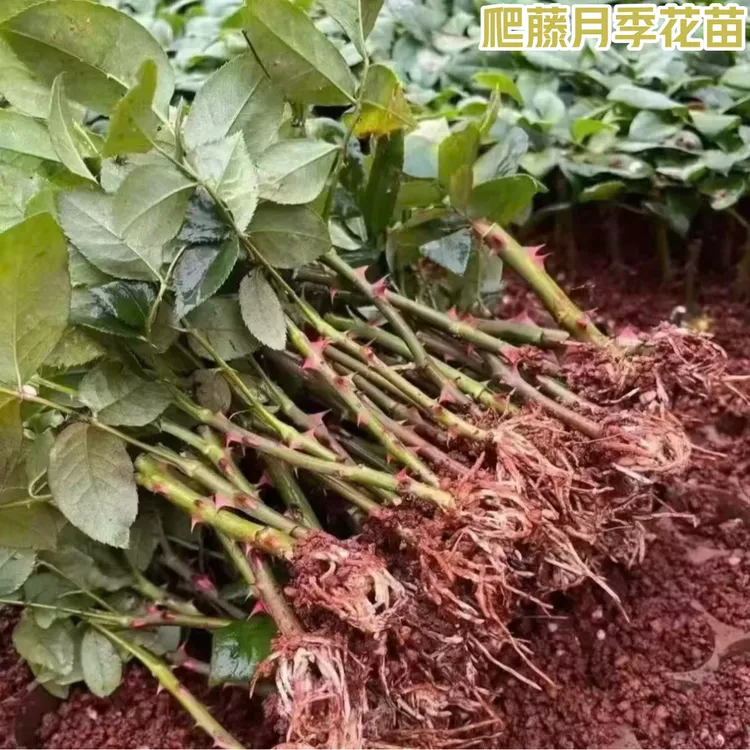 爬藤蔷薇花苗扦插小苗耐寒月季花苗四季浓香玫瑰藤本植物庭院栽种