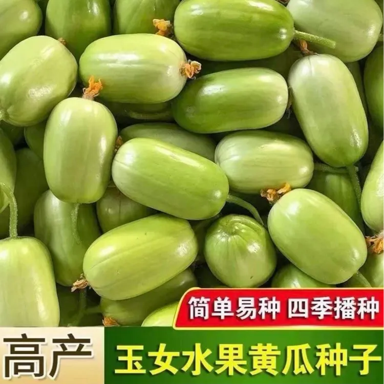 【玉女黄瓜种子】家庭阳台小院四季种植盆栽地栽易种易活
