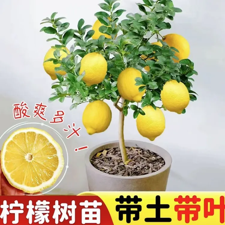 可食用正宗四季香水柠檬树盆栽绿植室内客厅阳台南北方种植果树苗