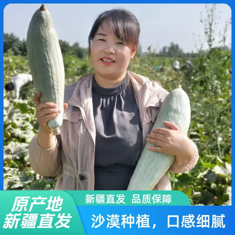 【新疆贵族丑南瓜】新疆直发沙漠种植口感细腻软糯香甜粉糯可口栗香