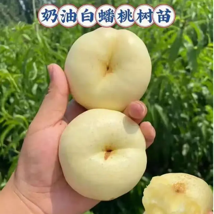 嫁接精品蟠桃苗黄蟠桃红蟠桃奶油蟠桃锦绣黄桃