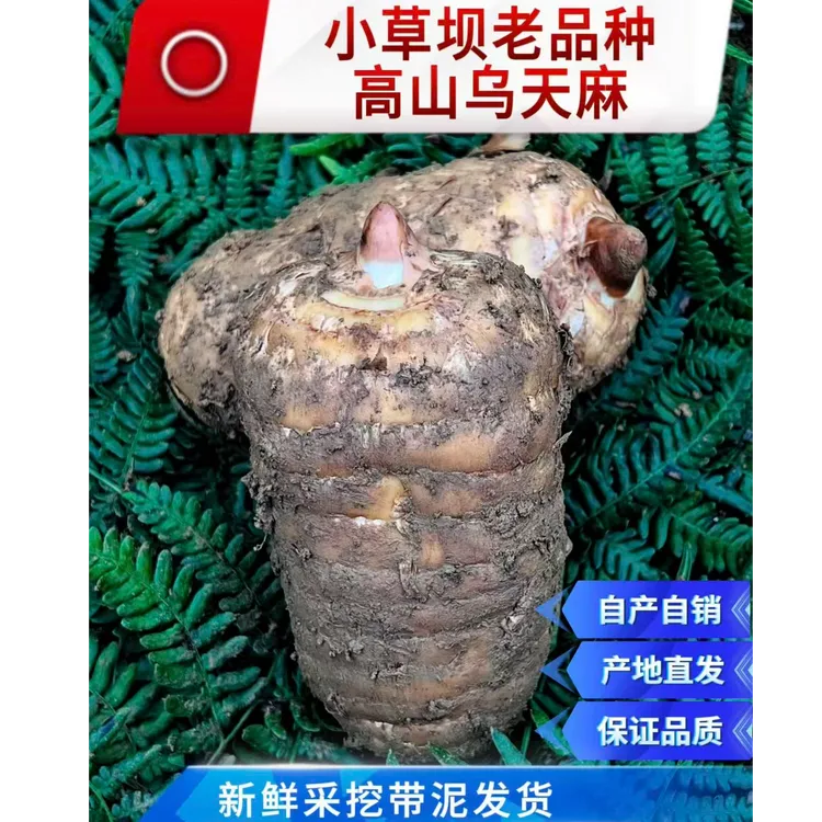 正宗小草坝老品种乌天麻煲汤泡酒佳品